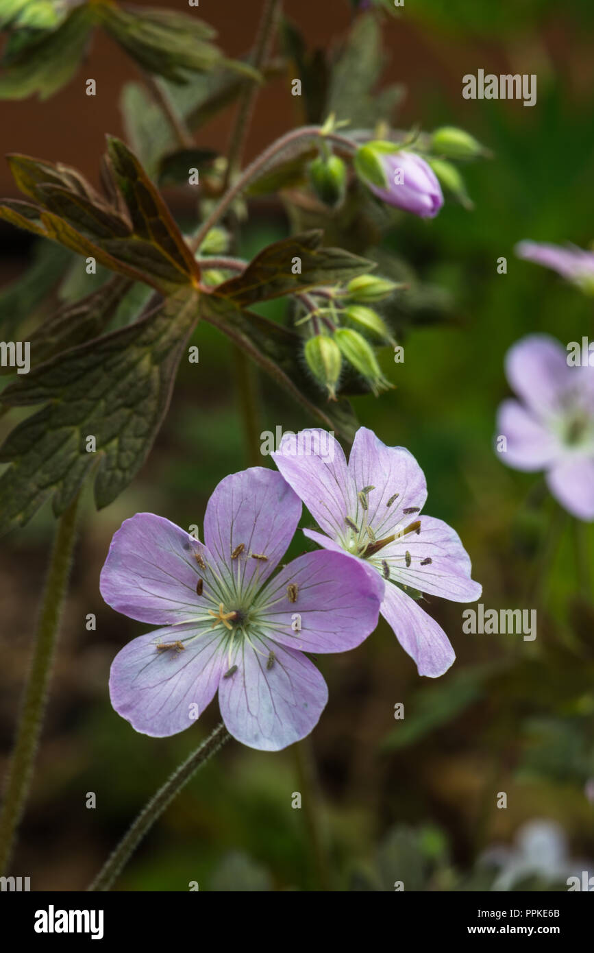 The delicate lilac coloured flowers of a hardy geranium flowering in the summer garden, Blackpool, Lancashire, England, UK, Stock Photo