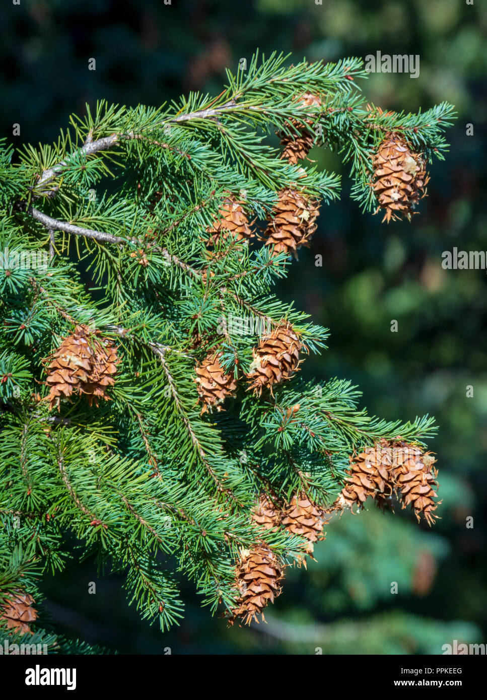 Douglas Fir tree (Pseudotsuga menziesii) in close up showing pine cones and needles, Castle Rock Colorado US. Photo taken in September. Stock Photo