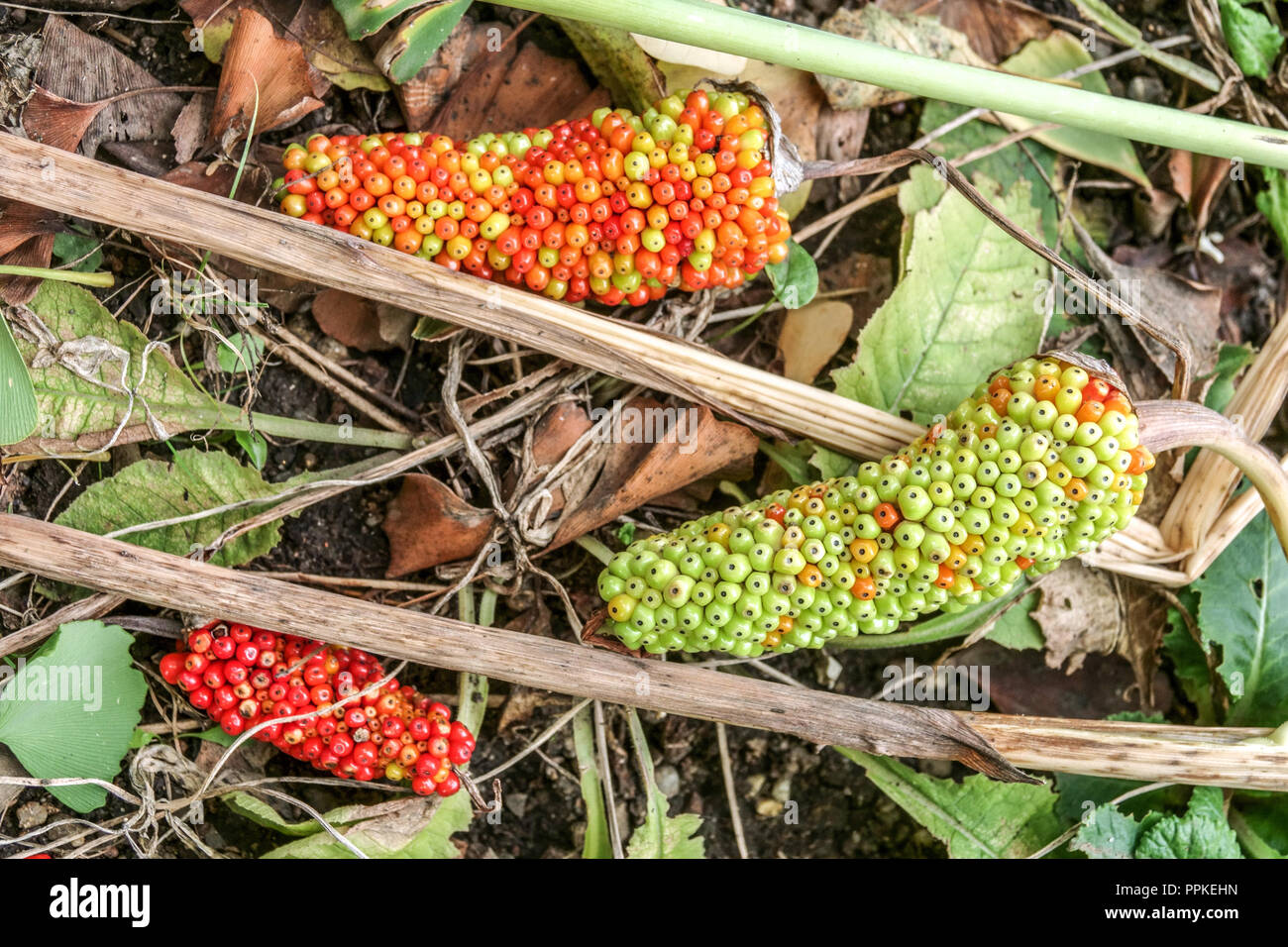 Chinese Cobra Lily Arisaema ciliatum 'Liubaense' ripening fruits Stock Photo