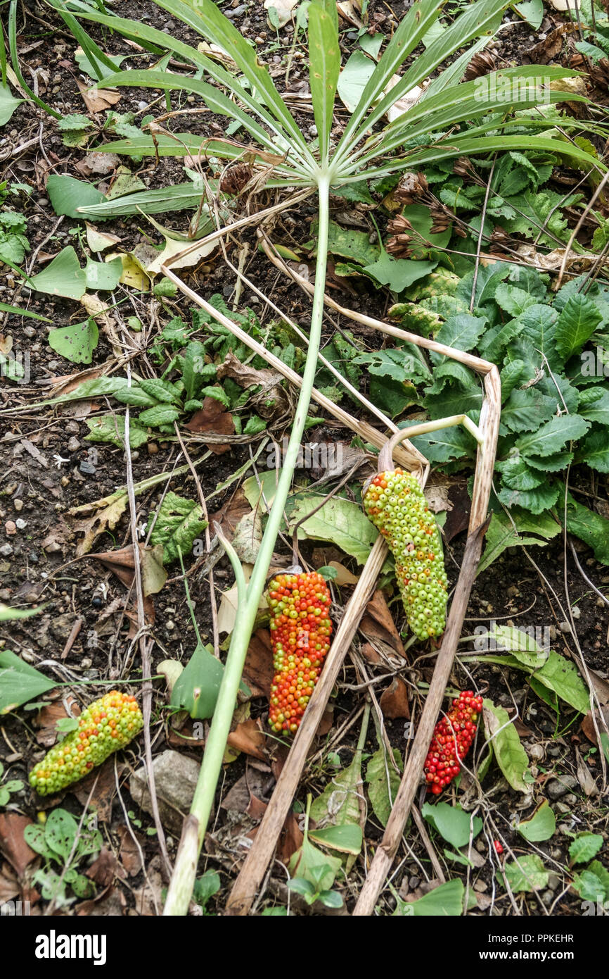 Chinese Cobra Lily Arisaema ciliatum 'Liubaense' ripening fruits Stock Photo