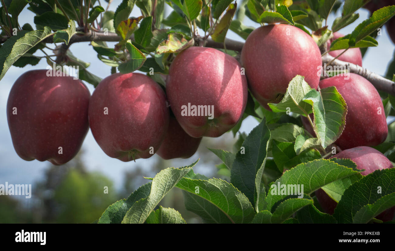 Mcintosh apples Kelowna BC Canada Stock Photo