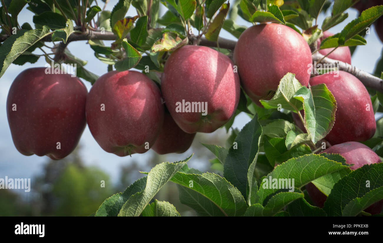 Mcintosh apples Kelowna BC Canada Stock Photo Alamy