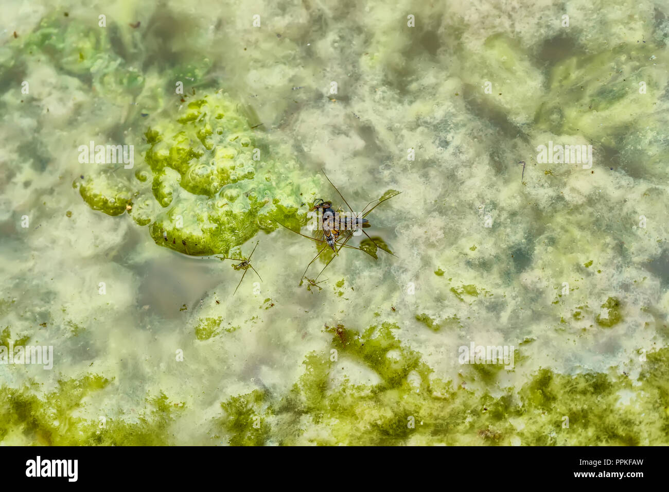 Gerridae or water striders, eating insect carcasses Stock Photo Alamy