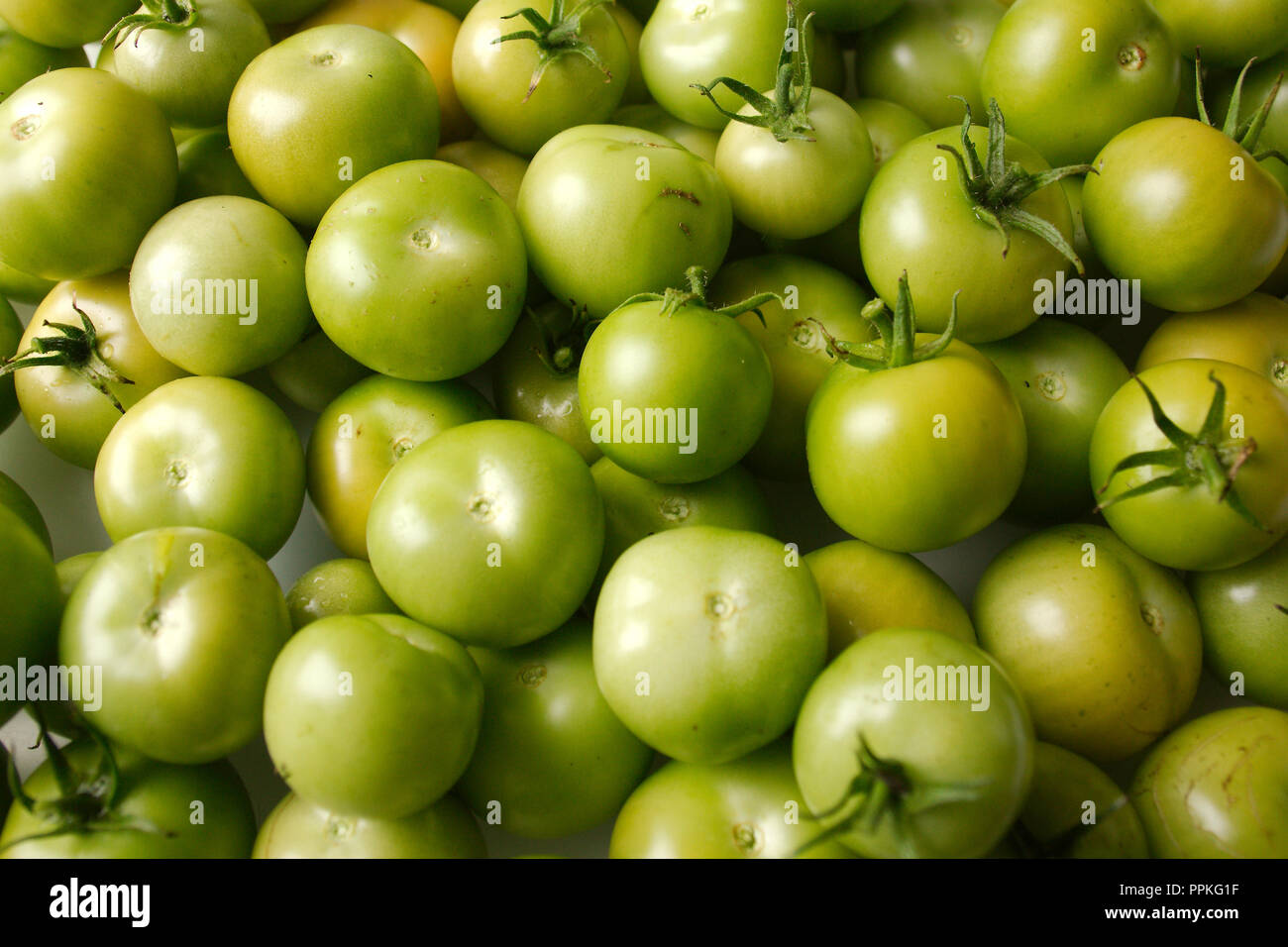 Moneymaker tomato seeds hires stock photography and images Alamy