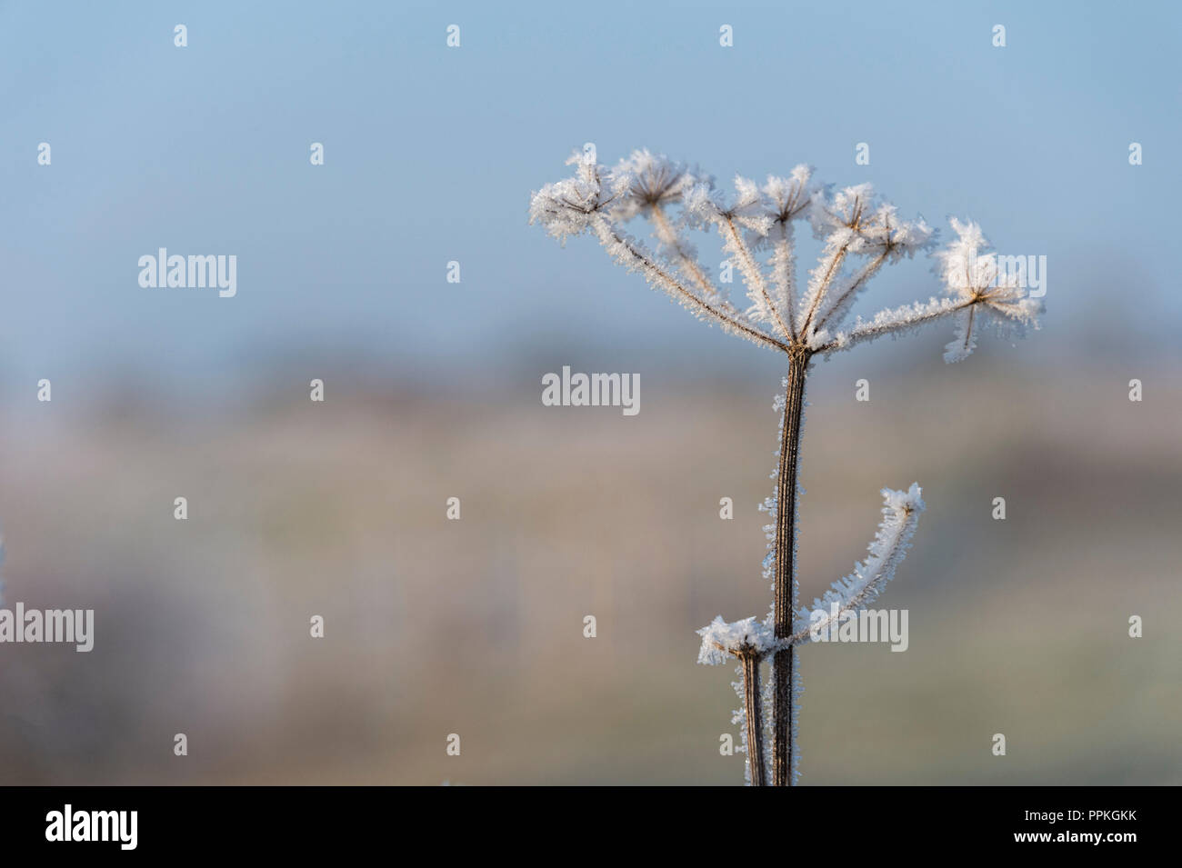 Cow Parsley with hoar frost Stock Photo Alamy