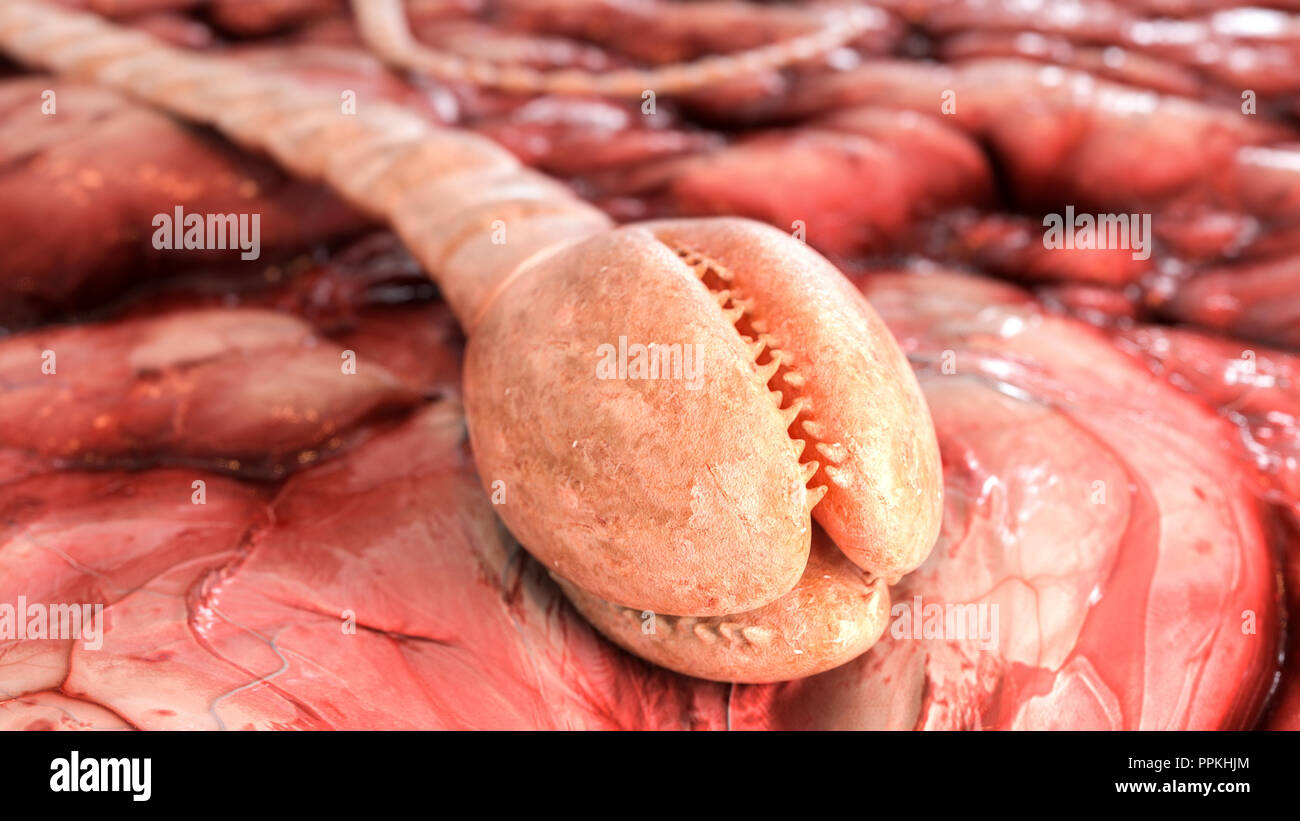 Detailed fish tapeworm under the microscope-3d rendering Stock Photo