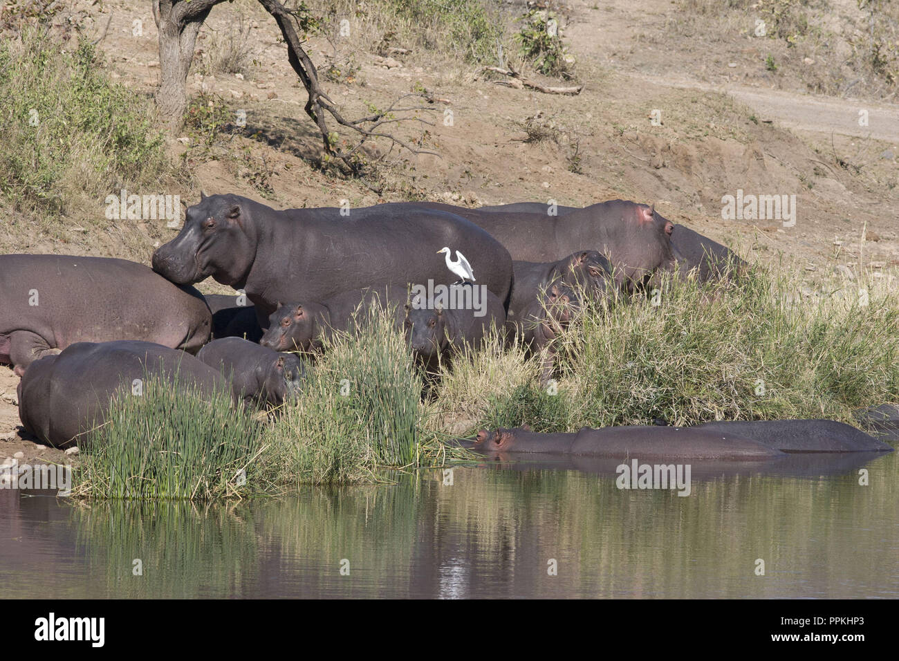 An Egret sits on Hippos resting near the water Stock Photo