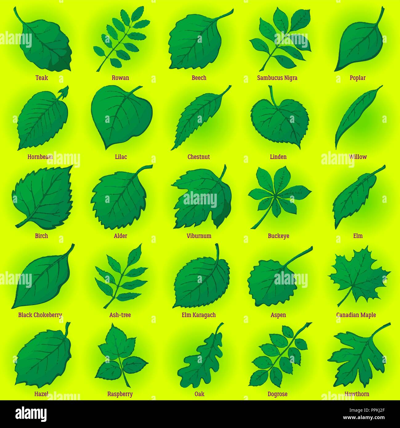 Leaves of Plants, Set Stock Vector