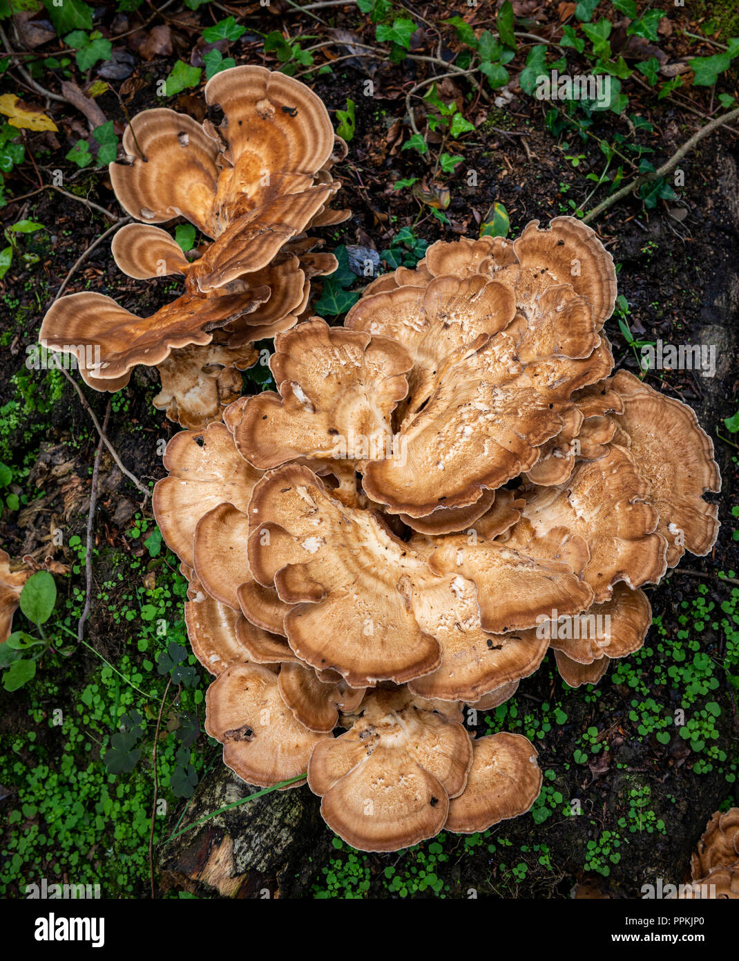 Chicken of the Woods fungi Stock Photo