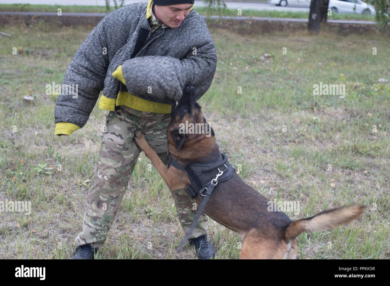 Training sheepdog on attacking. The dog bites the trainer in a