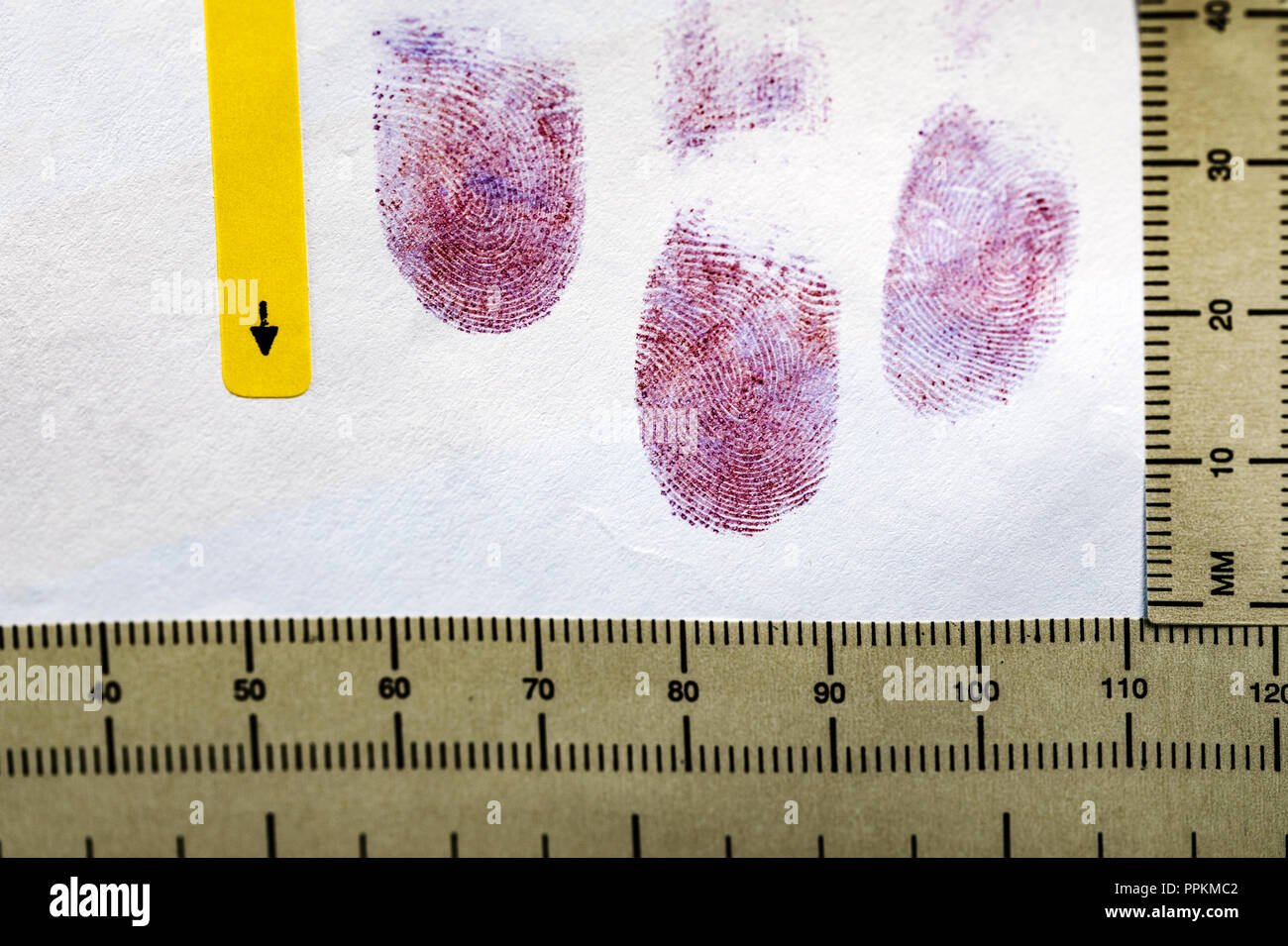 Latent fingerprints enhanced with Ninhydrin that reacts with amino acids to give a purple enhanced fingerprint then photographed in a Forensic Lab Stock Photo