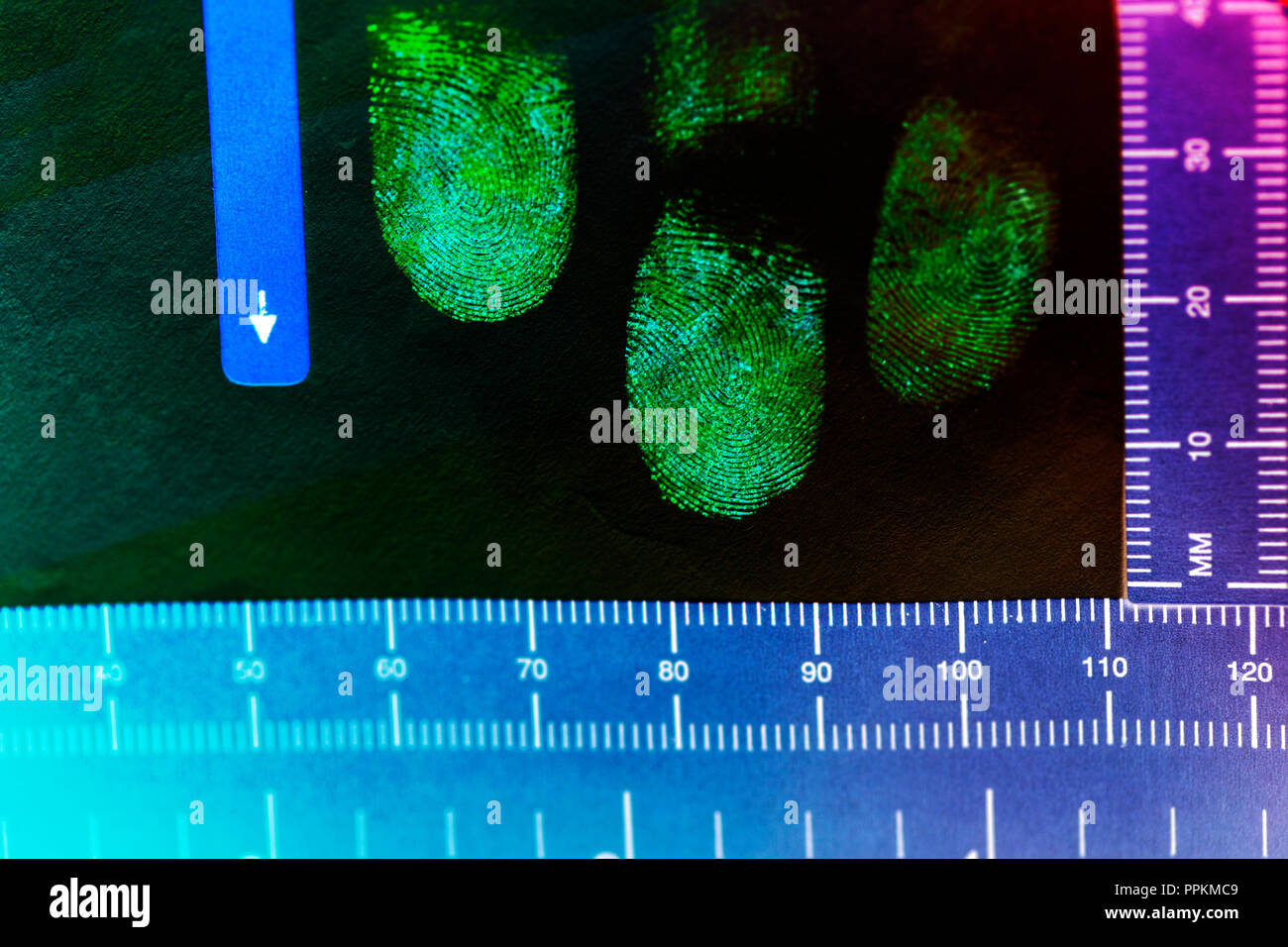 Latent fingerprints enhanced with Ninhydrin that reacts with amino acids to give a purple enhanced fingerprint then photographed in a Forensic Lab Stock Photo
