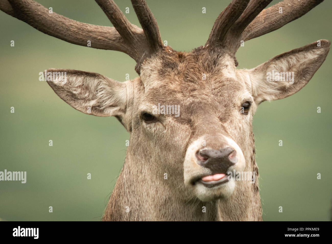 Red Deer sticking tongue out Stock Photo Alamy