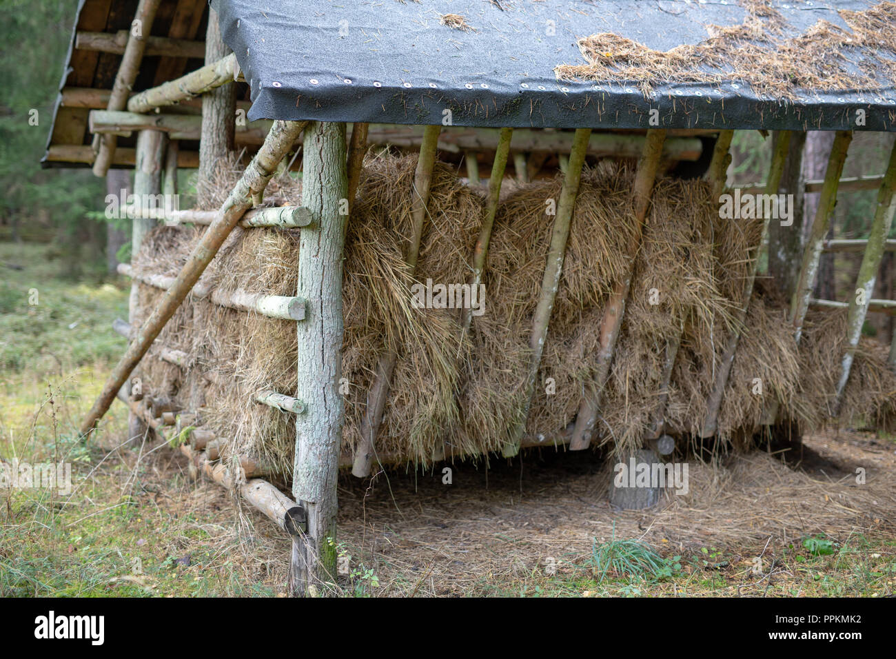 Forest Fodder Spring Fodder Rack High Resolution Stock Photography and Images - Alamy
