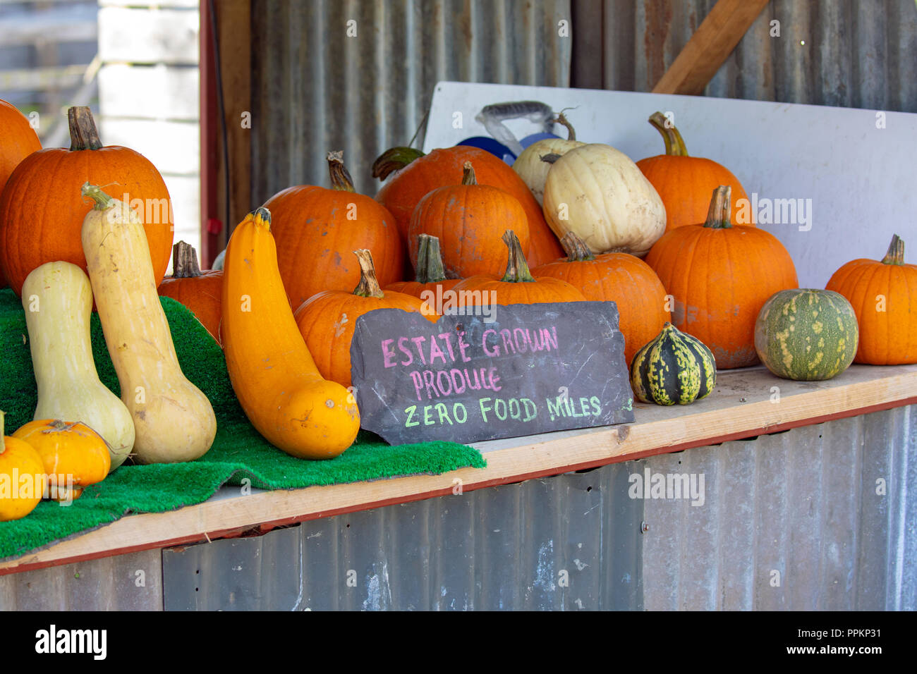 Fresh pumpkins for sale on display at a farm shop with various types being sold, Hawarden Estate Farm Shop, Flintshire Stock Photo