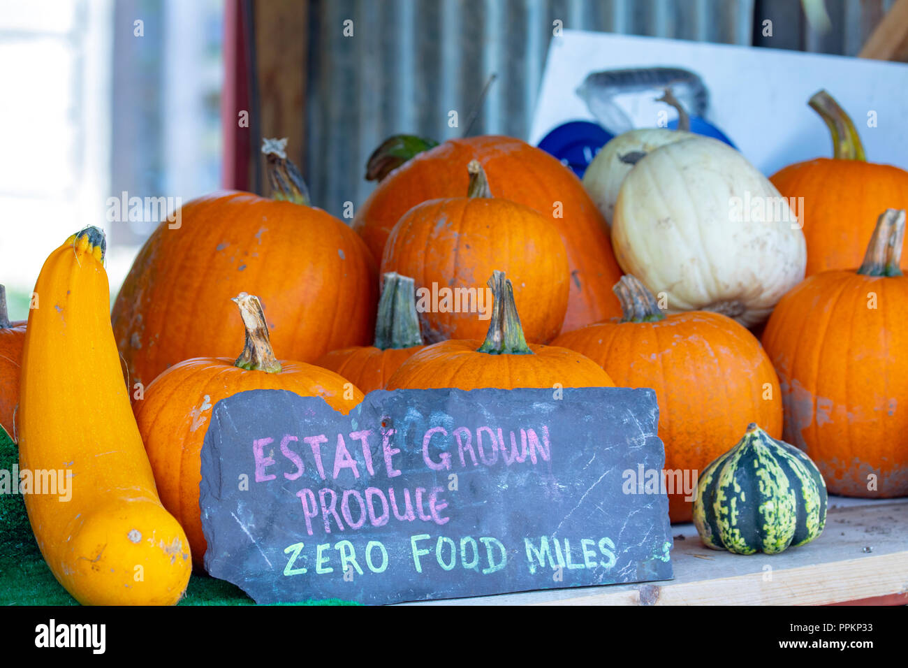 Fresh pumpkins for sale on display at a farm shop with various types being sold, Hawarden Estate