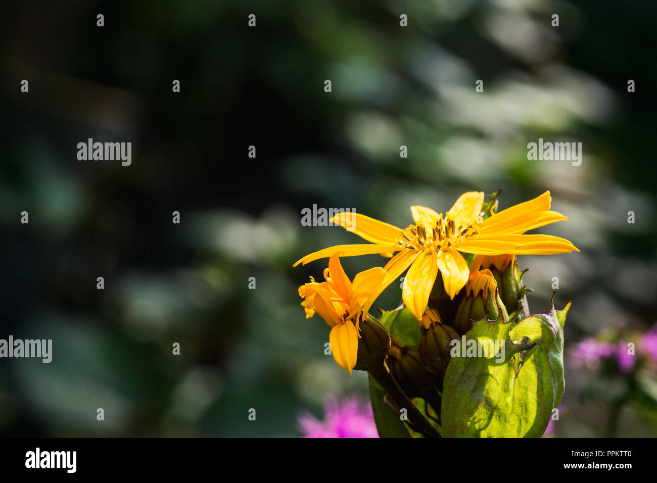 Flower Ligularia dentata orthello. Shallow depth of field. Selective focus. Stock Photo