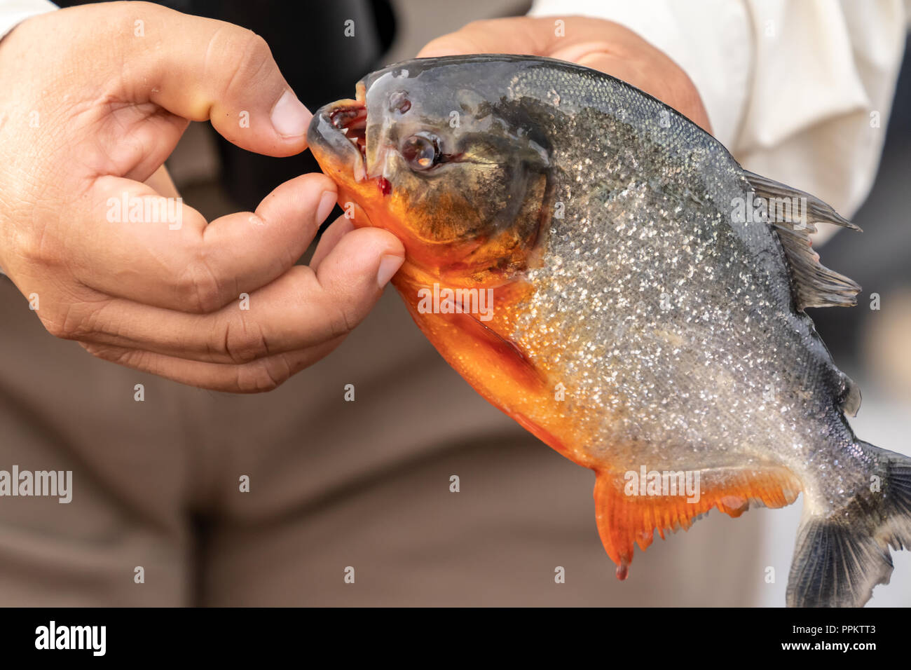 Pacaya Samiria Reserve, Peru, South America.  Man showing the sharp teeth of a Red Piranha caught in the Ucayali River in the Amazon basin. Stock Photo