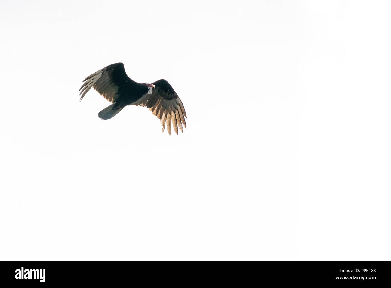 Pacaya Samiria Reserve, Peru, South America.  Black Vulture in flight by the Ucayali River in the Amazon basin. Stock Photo