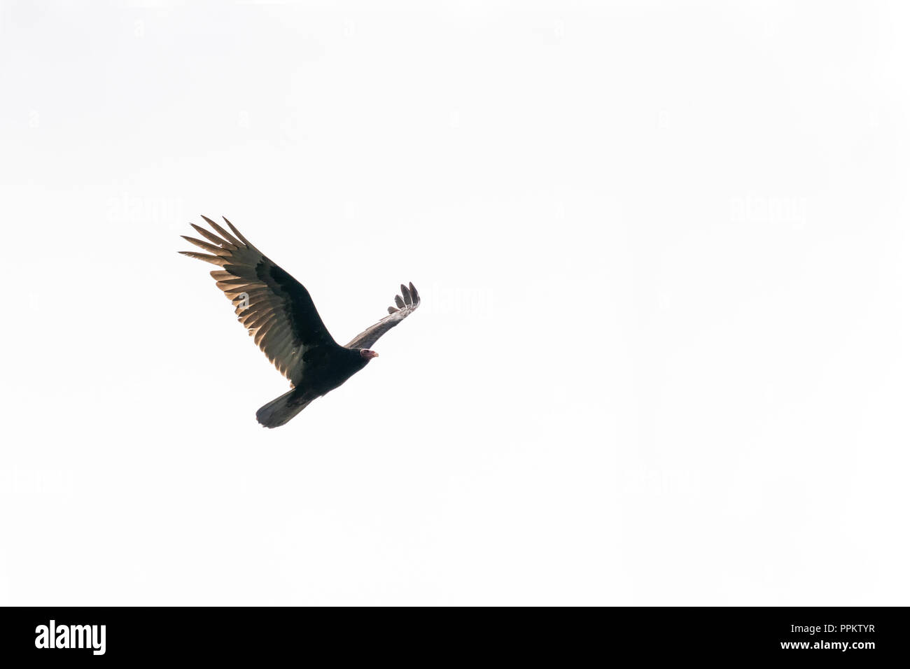 Pacaya Samiria Reserve, Peru, South America.  Black Vulture in flight by the Ucayali River in the Amazon basin. Stock Photo