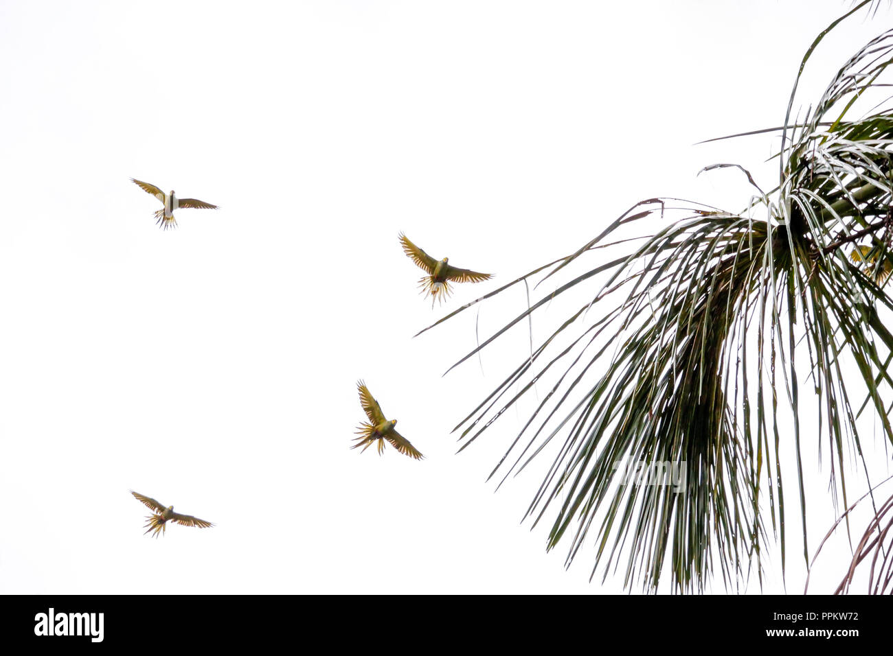 Pacaya Samiria Reserve, Peru, South America.  Flock of Red-bellied Macaws in flight near a Moriche Palm tree in the Amazon basin.  Their diet consists Stock Photo