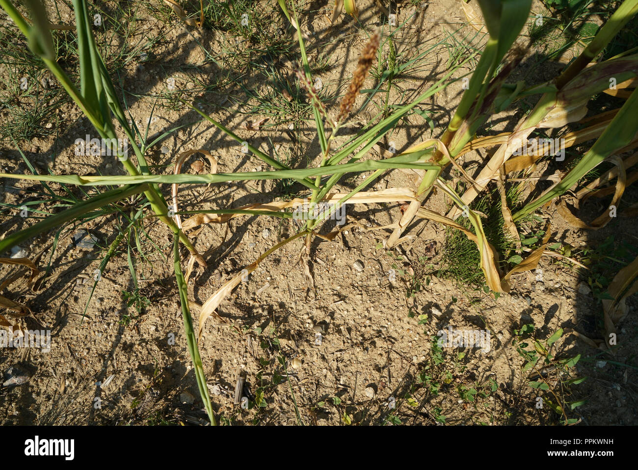 The extreme heat in Germany leads to enormous losses in the harvest of corn and corn in agriculture Stock Photo