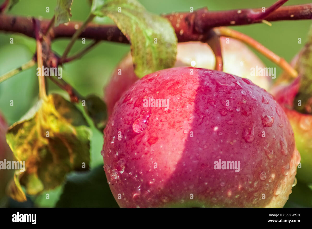 Growing apples on apple tree in a garden, natutal light. Stock Photo