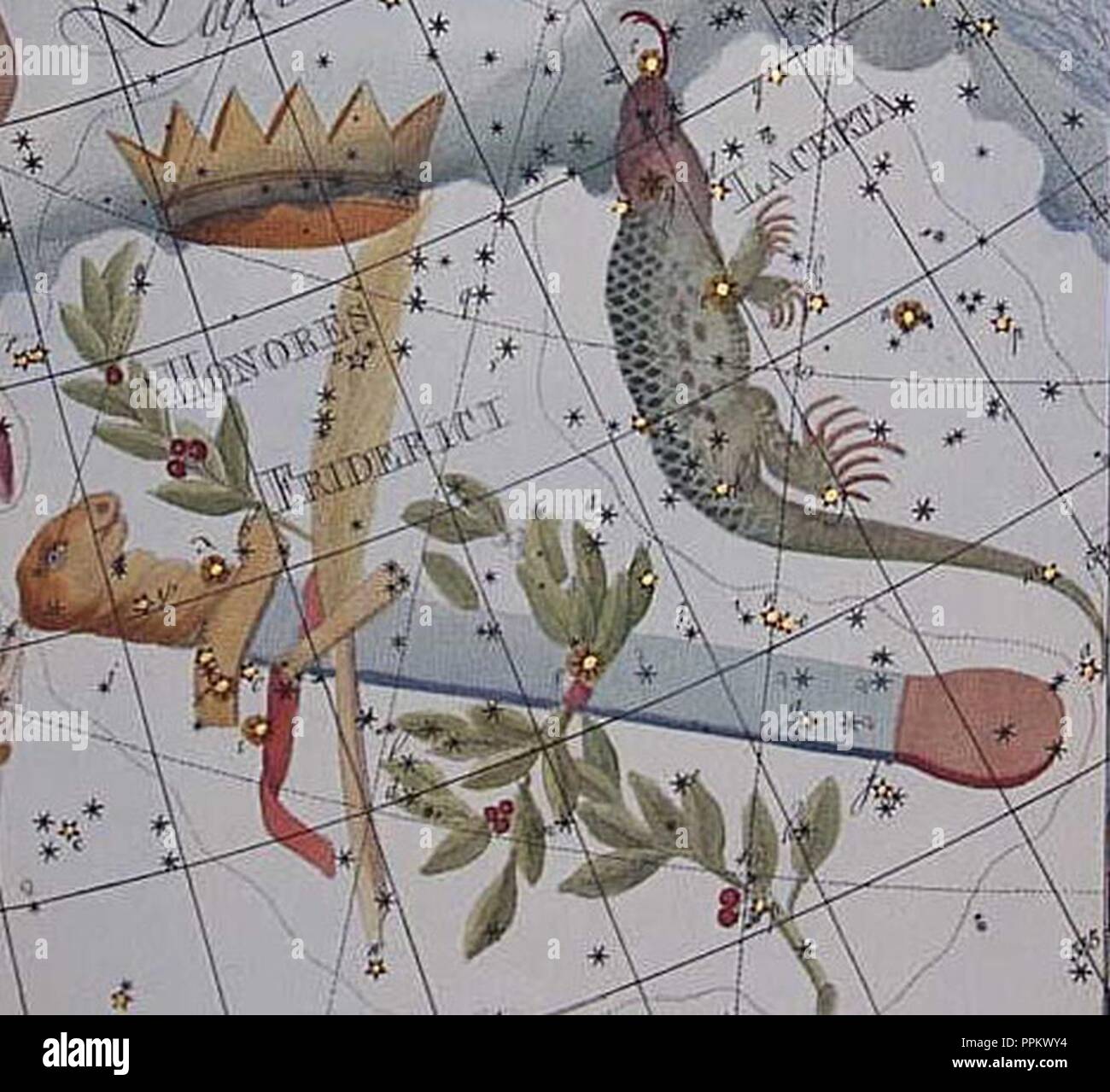 Созвездие ящерица схема