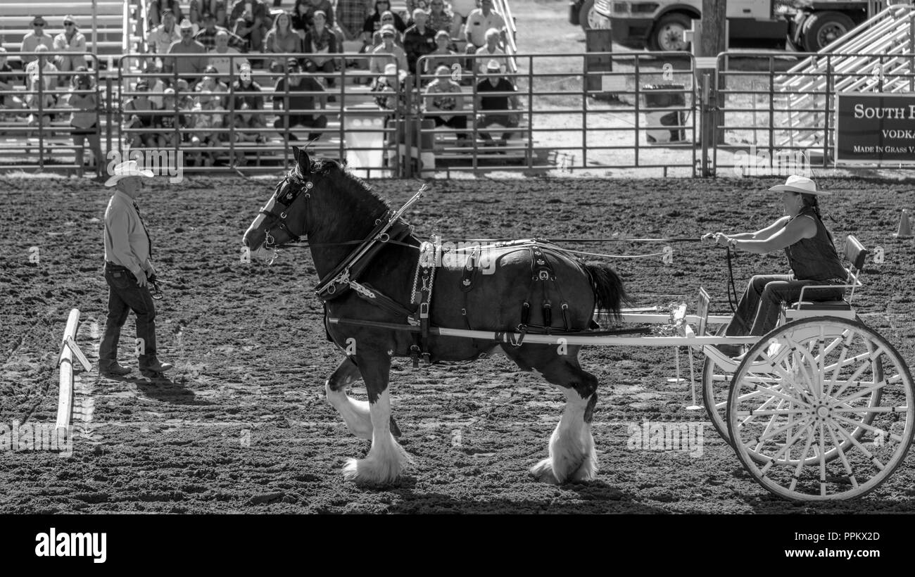 Grass Valley, California, USA. 22 September 2018.  Draft Horse Classic and Harvest Fair at the Nevada County Fairgrounds in Grass Valley. This Classic Stock Photo
