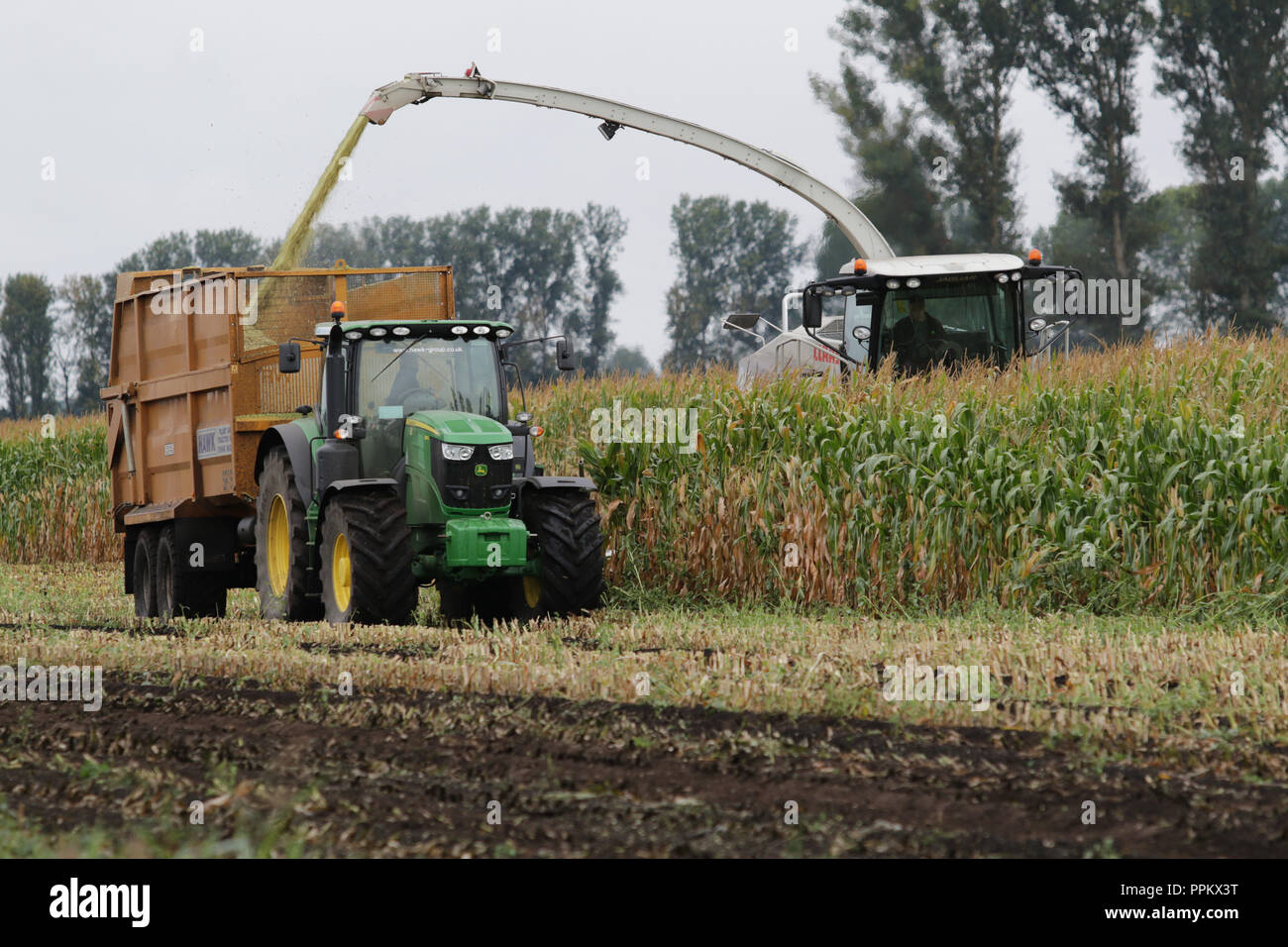 Maize being harvested in the Suffolk Fens for anaerobic  digester fuel Stock Photo