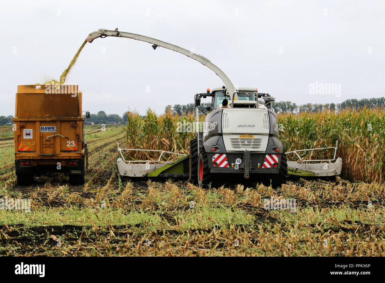 Maize being harvested in the Suffolk Fens for anaerobic  digester fuel Stock Photo