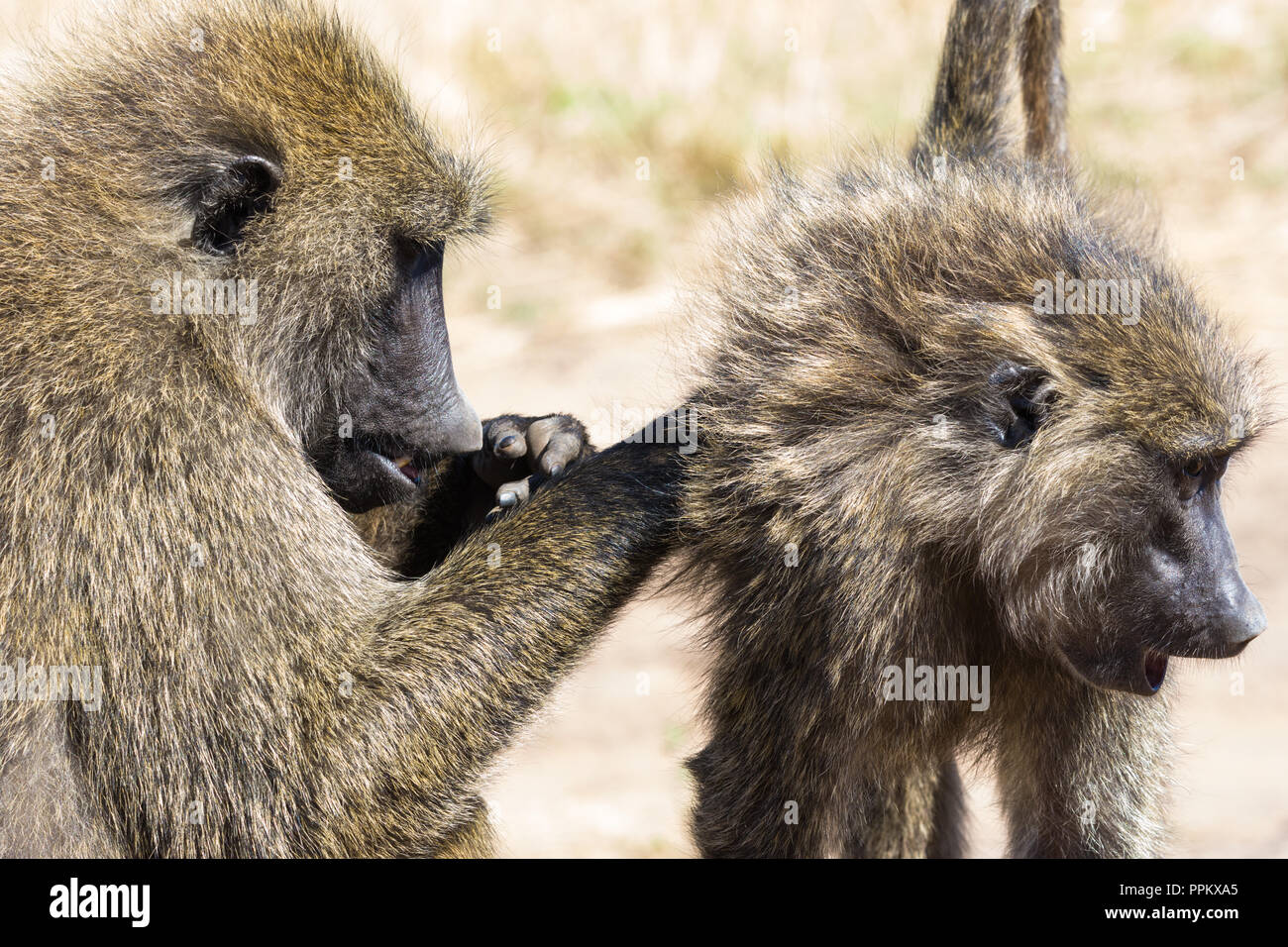 Shameful monkey stock image. Image of cleaning, africa - 87532525