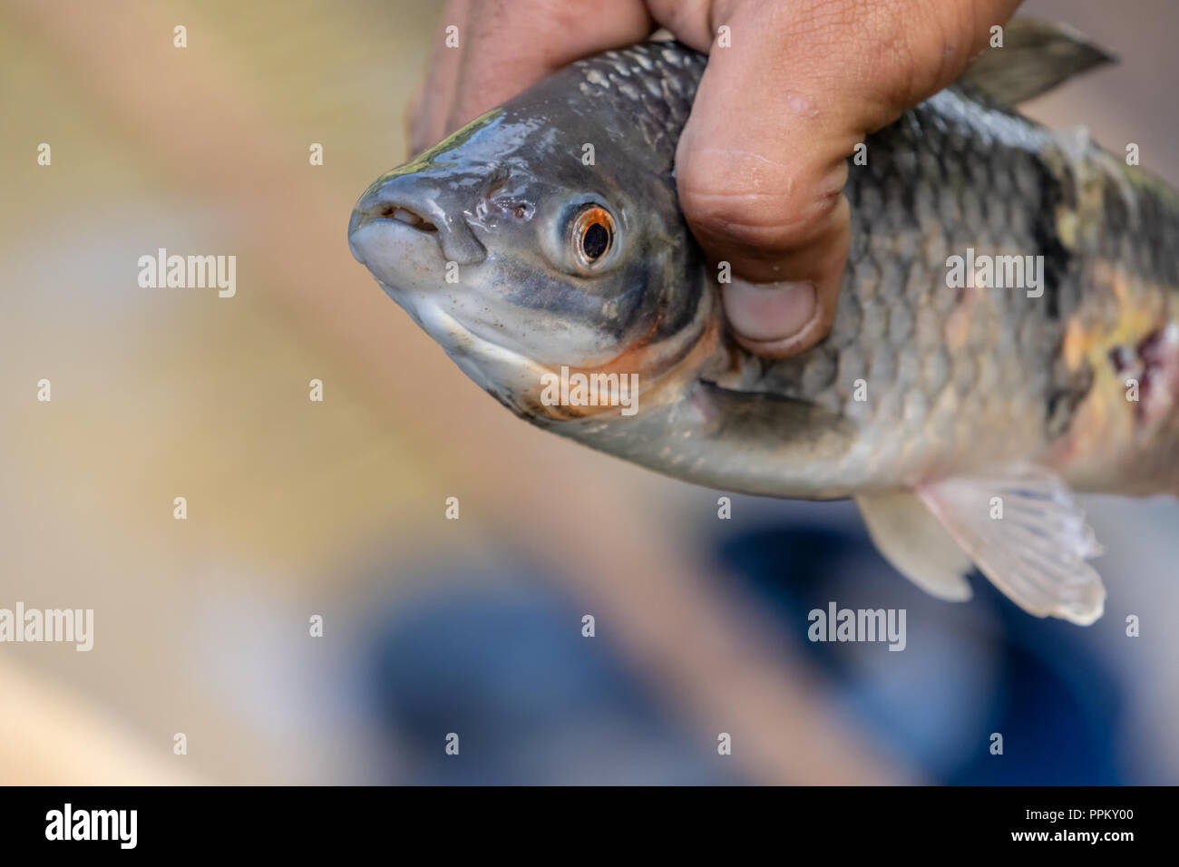 1930s man measuring fish hi-res stock photography and images - Alamy