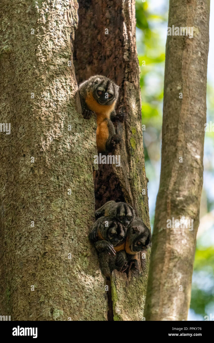 Pacaya Samiria Reserve, Peru, South America.  Night or Owl Monkeys peeping out of a tree. Stock Photo