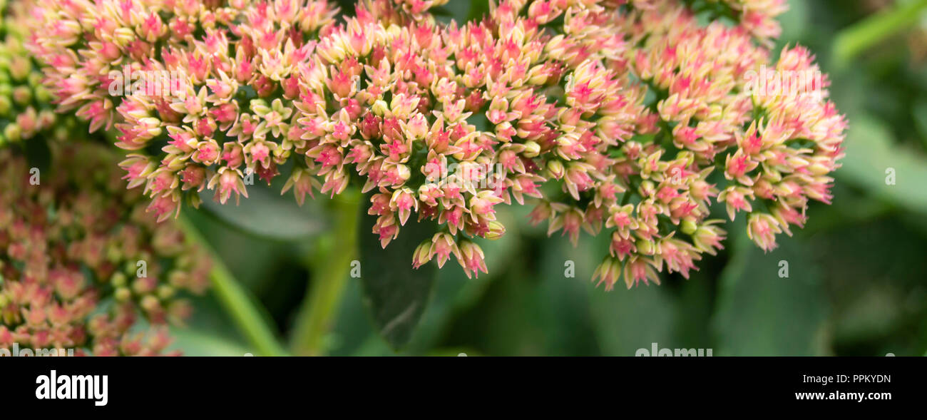 Beautiful perennial flower grows in garden on background green sheet Stock Photo