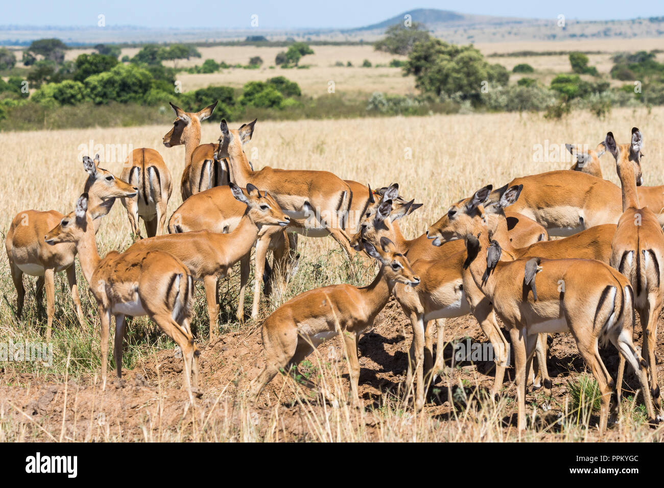 Impala gazelle, Maasai Mara National Reserve, Kenya Stock Photo - Alamy