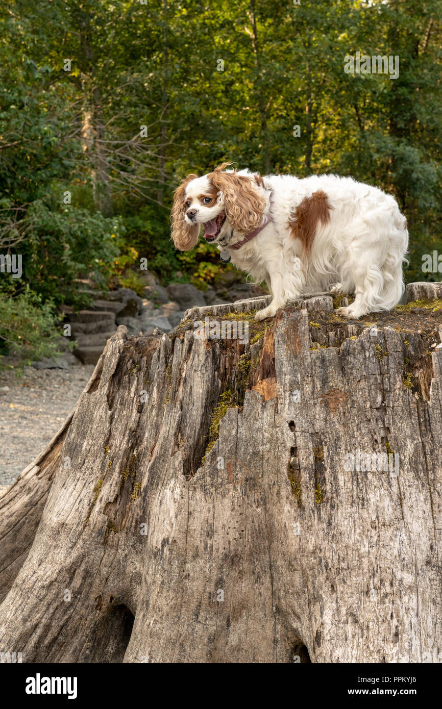 Rattlesnake Lake Recreation Area, North Bend, Washington, USA. Cavalier