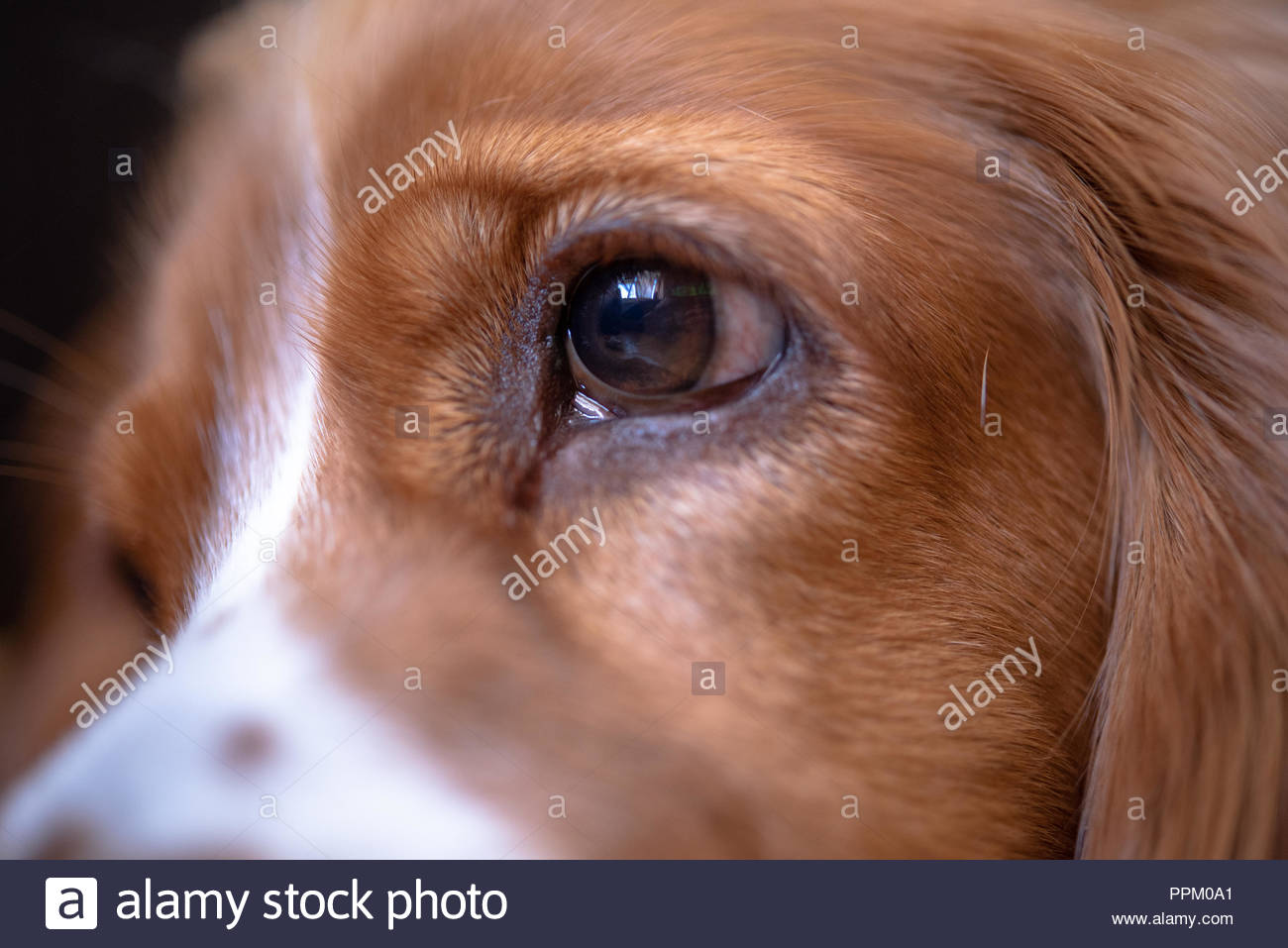 Close Up Of An Eye Of A Cocker Spaniel Dog Pet The Image Is