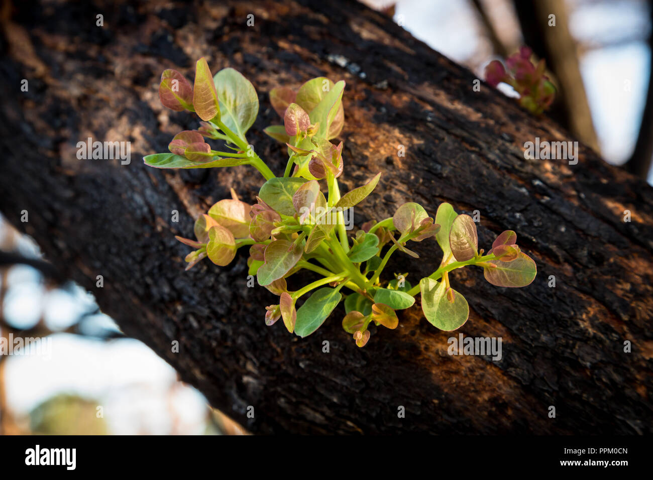 New life sprouting from gum tree in Western Australia Stock Photo