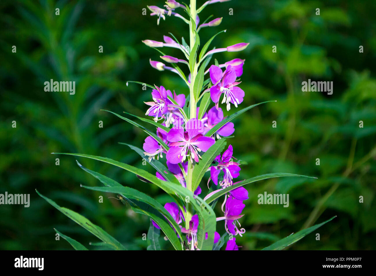 Top of the flowers blooming sally. Ivan-Tea Stock Photo - Alamy