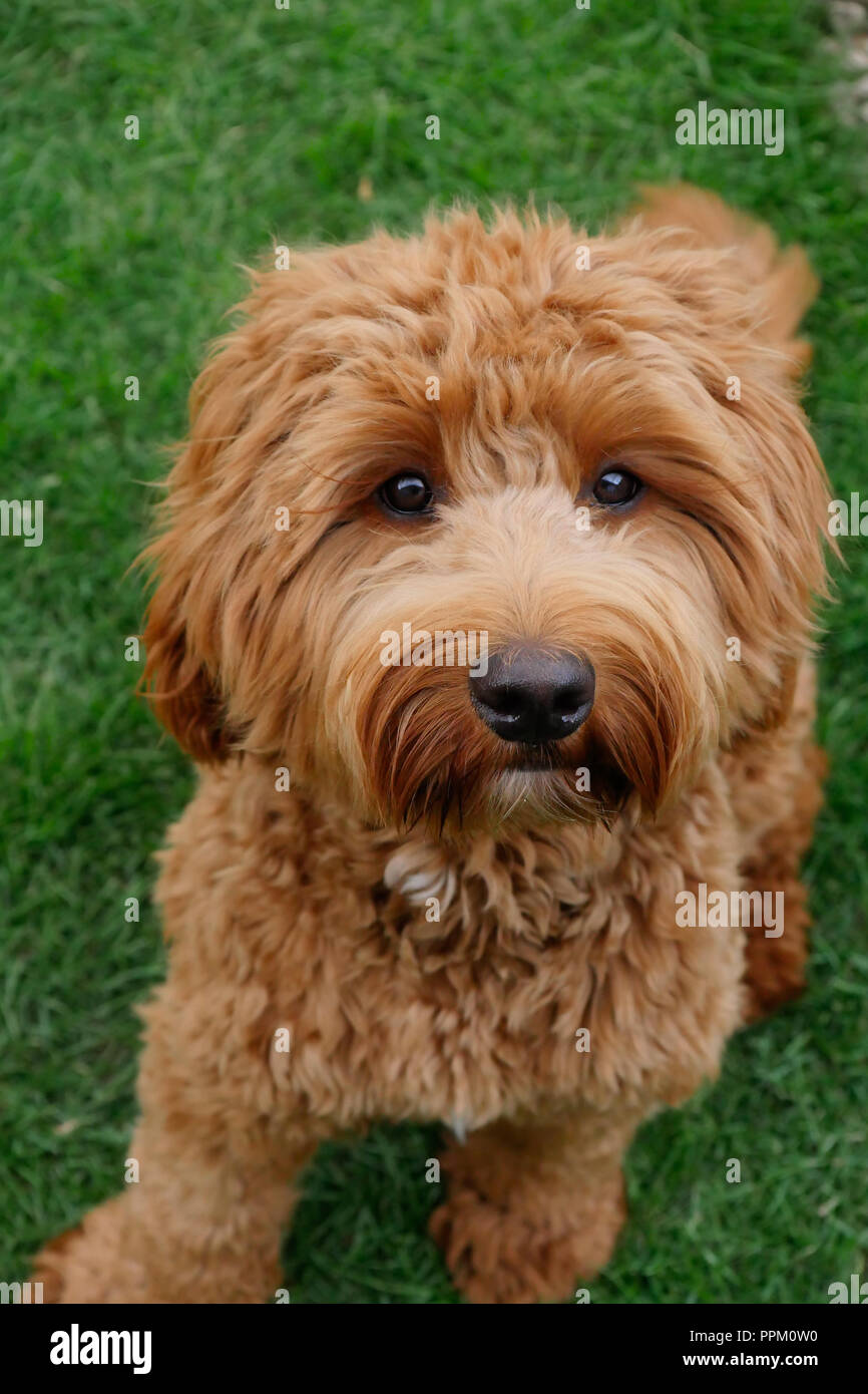 Red Haired Cockapoo Dog At Play In A Garden Setting Looking At