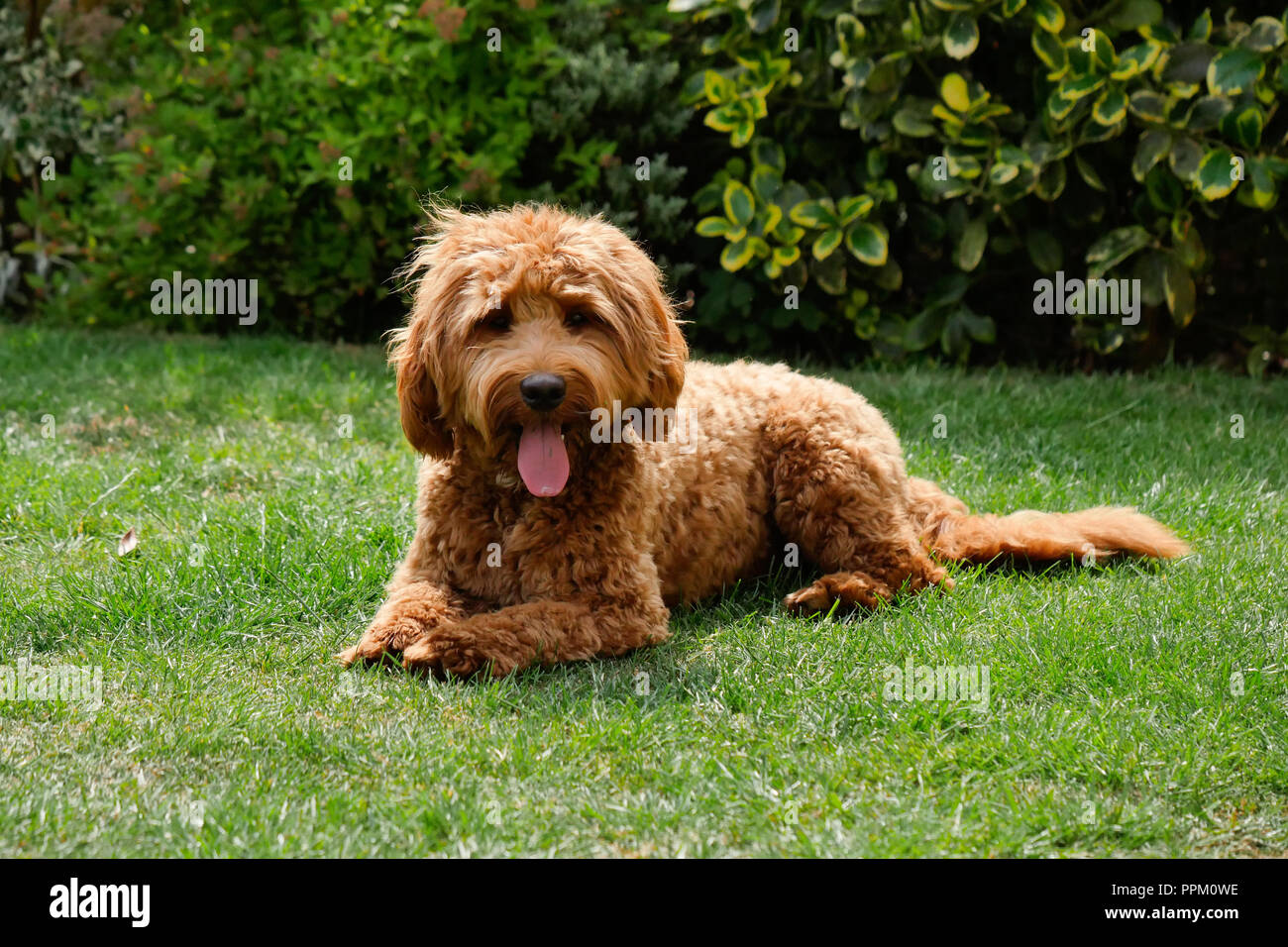 Cockapoo Stock Photos Cockapoo Stock Images Alamy