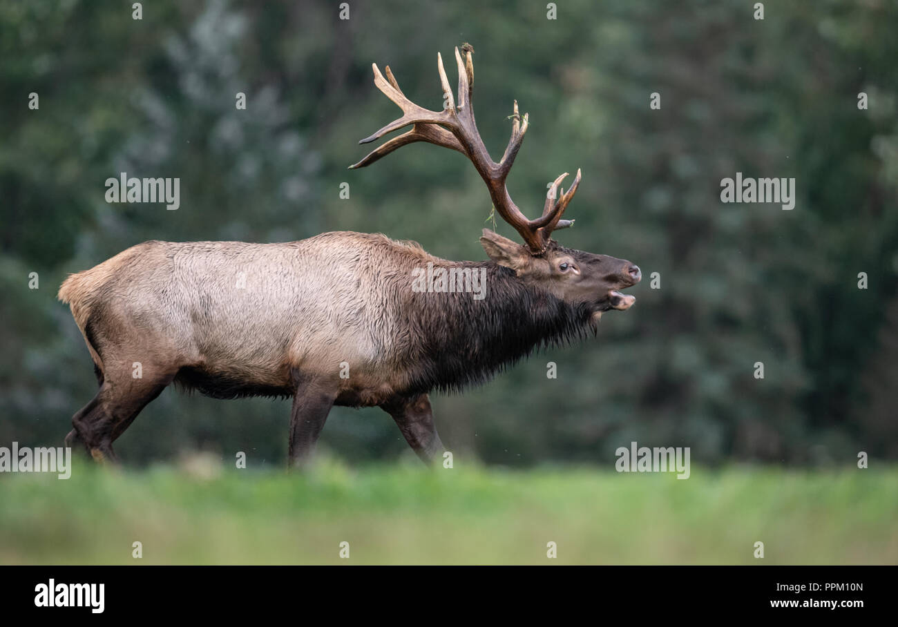 Bull Elk During the Rut Stock Photo - Alamy