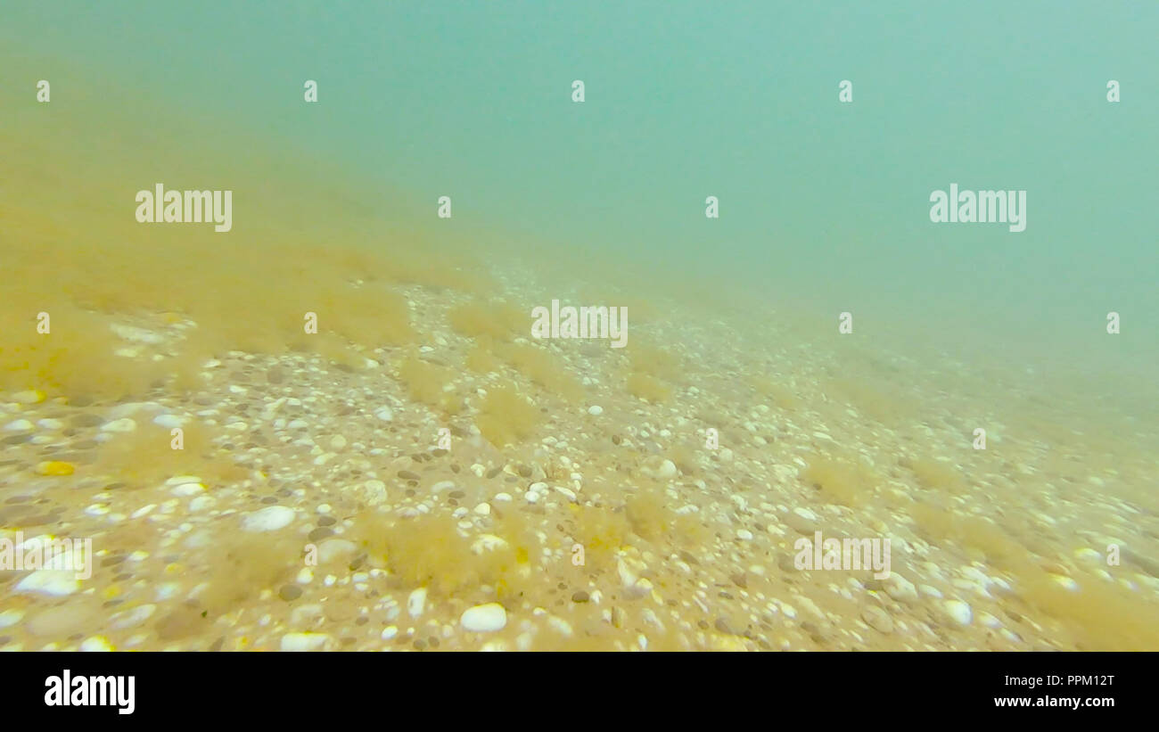 Bottom of the black sea Excellent message bottom of the black sea think, that
