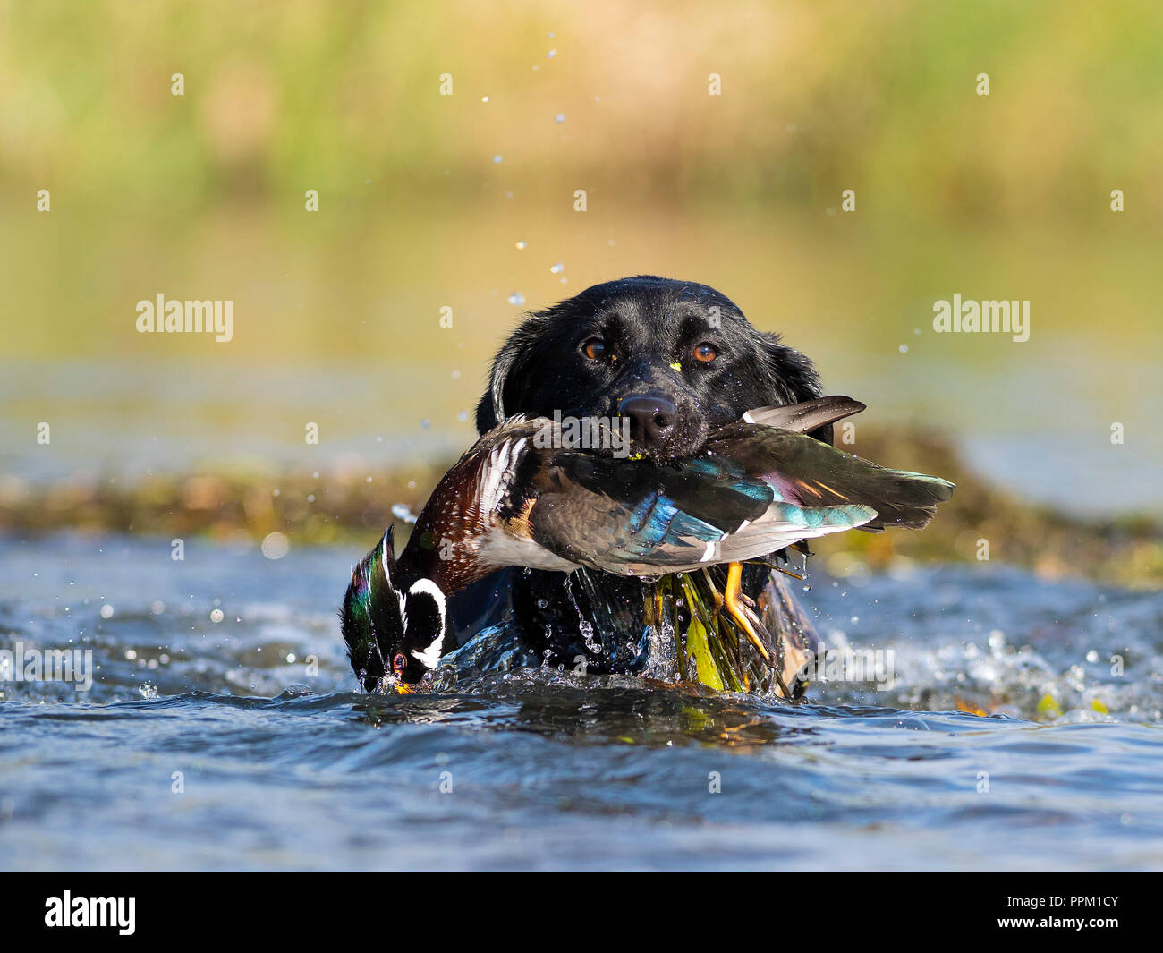 What Dog Hunts Ducks