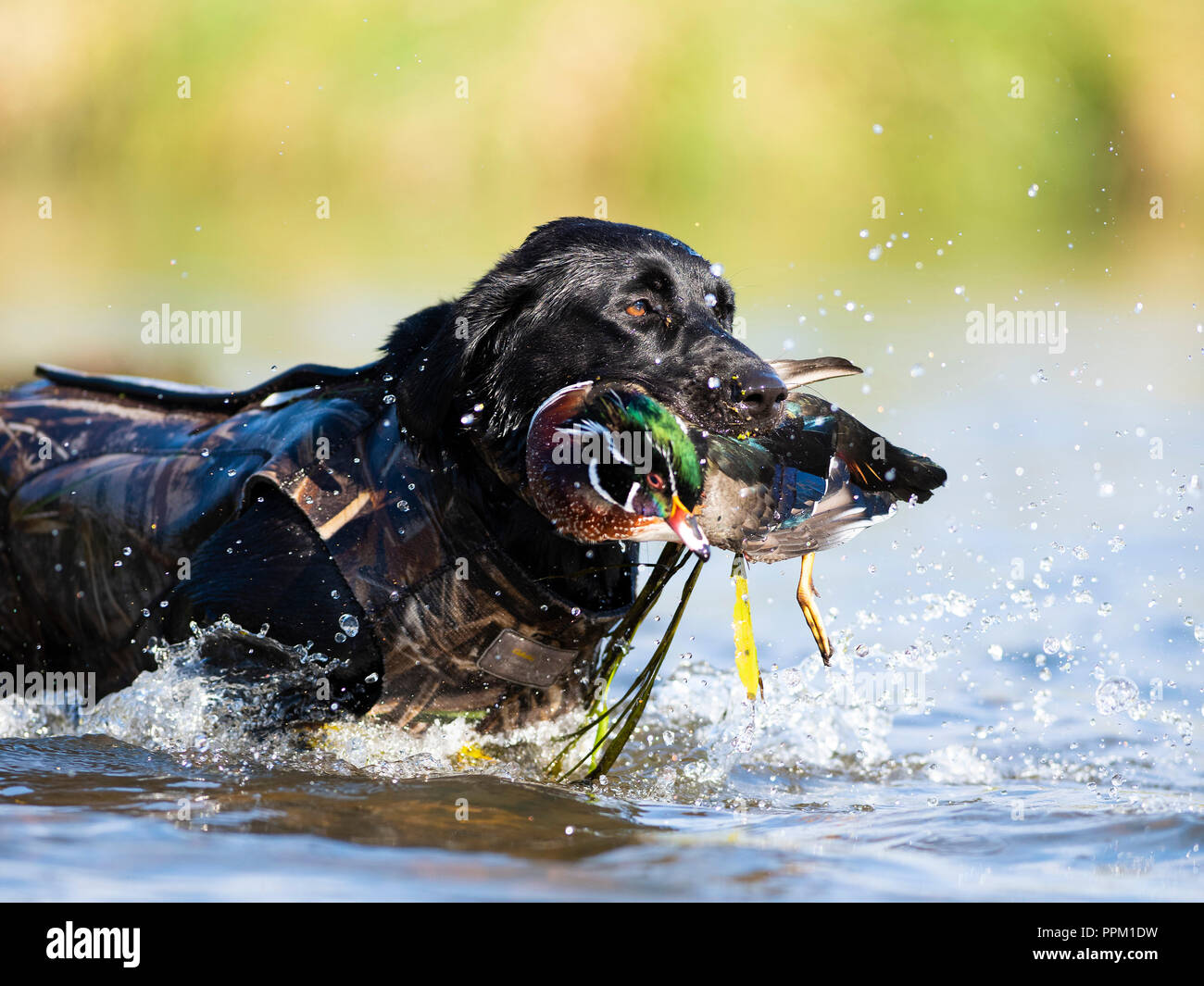 A Black Lab hunting dog with a Drake Wood Duck while duck hunting Stock Photo