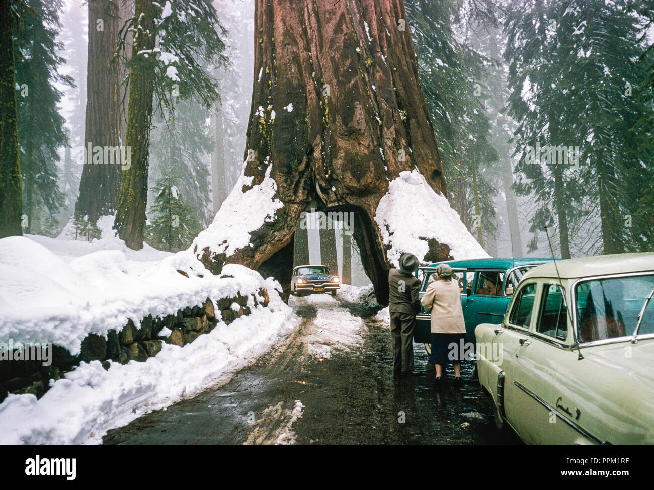 1950's Tourists, Snowy Scene at Wawona Tree Tunnel, CA, USA Stock Photo