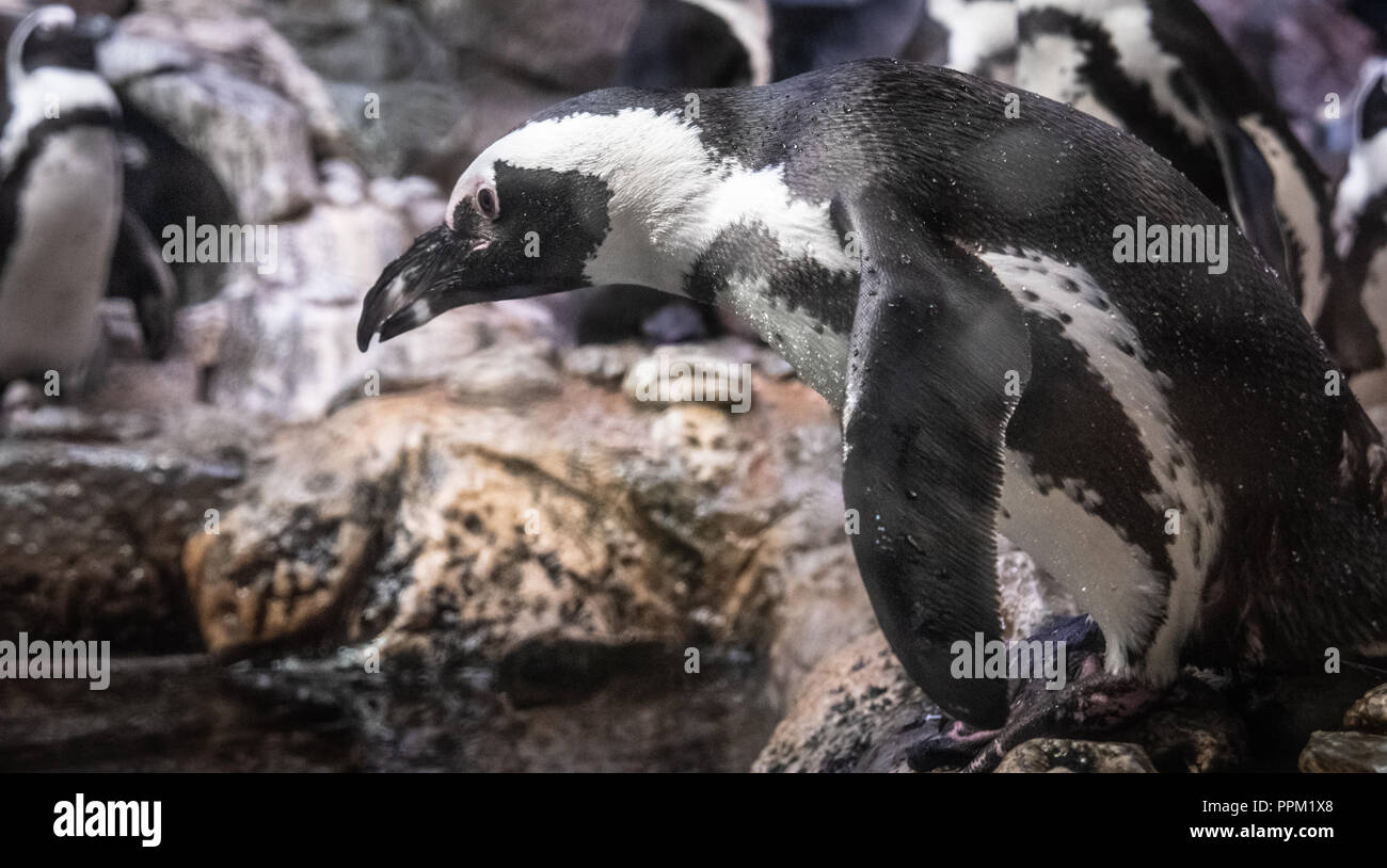 African penguin (Spheniscus demersus) preparing to dive at the Georgia Aquarium in downtown Atlanta, Georgia. (USA) Stock Photo