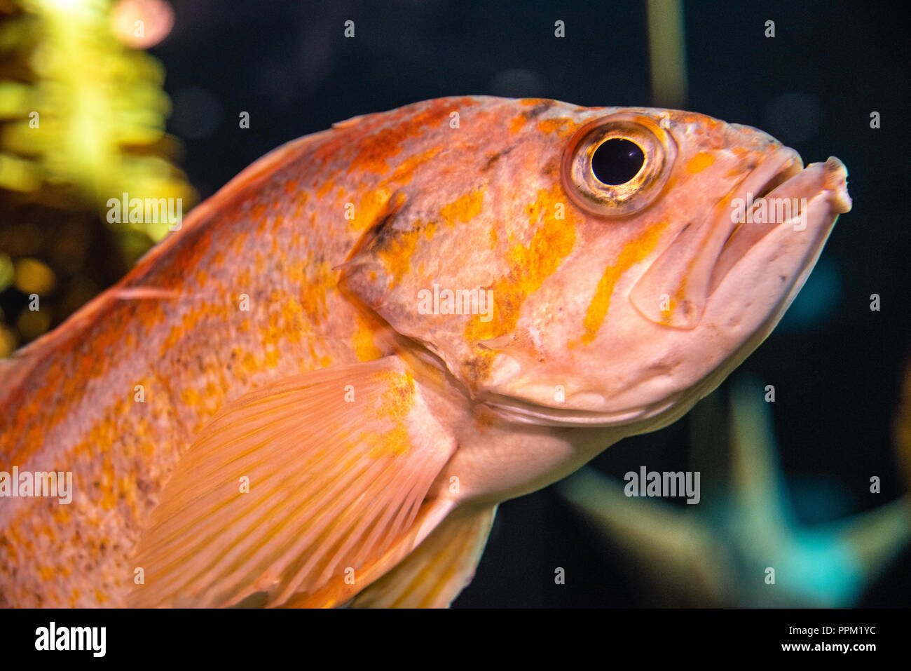 aquarium canary rockfish hires stock photography and images Alamy