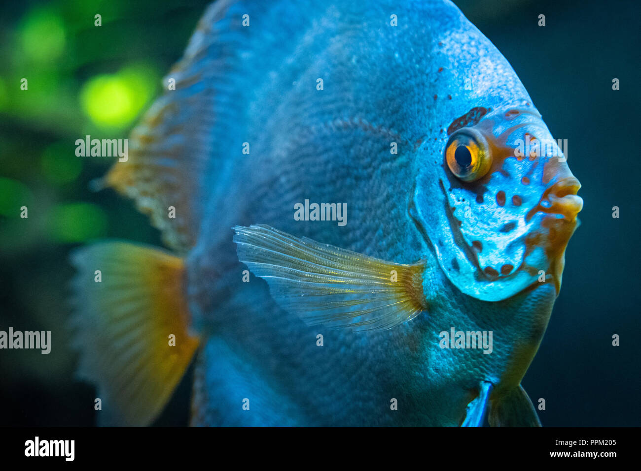 Blue discus (Symphysodon aequifasciatus), a tropical fresh water fish from the Amazon River Basin, at the Georgia Aquarium in downtown Atlanta, GA. Stock Photo